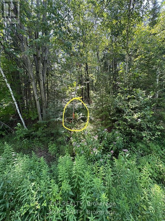 0 Lot 1 Conc. 2 Part 4 Boundary Road, Alfred And Plantagenet, Ontario  K0B 1L0 - Photo 11 - X12631016