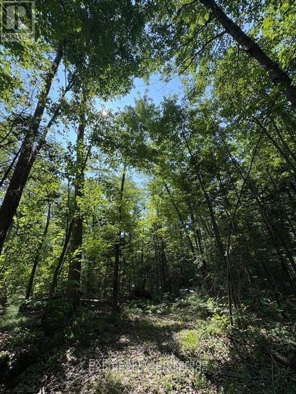 0 Lot 1 Conc. 2 Part 4 Boundary Road, Alfred And Plantagenet, Ontario  K0B 1L0 - Photo 5 - X12631016
