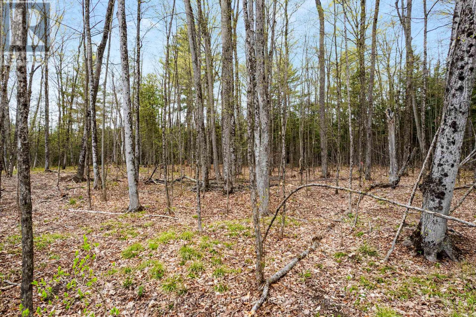3776 Buckshot Lake Road, Addington Highlands, Ontario  K0H 2M0 - Photo 10 - X13160010